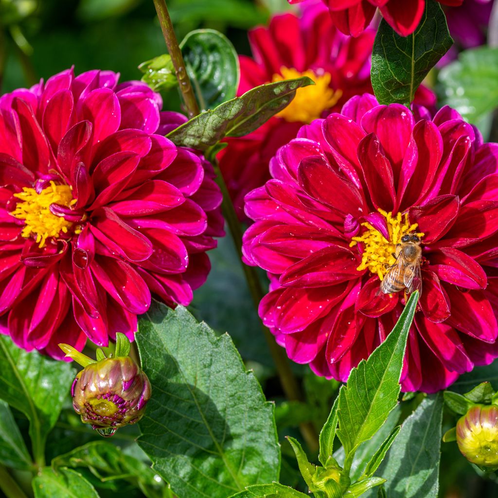 Dahlia Le Baron