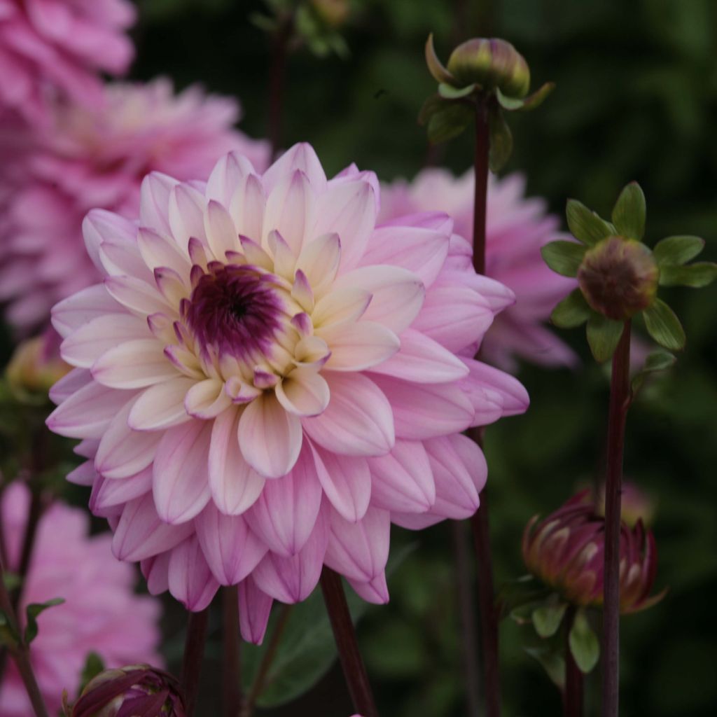 Dahlia décoratif Luka Johanna