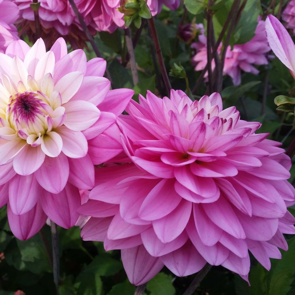 Dahlia décoratif Luka Johanna