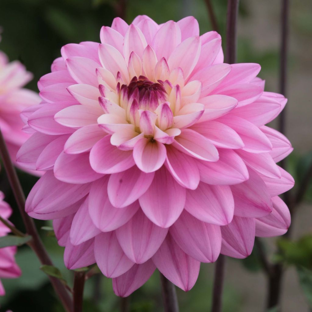 Dahlia décoratif Luka Johanna