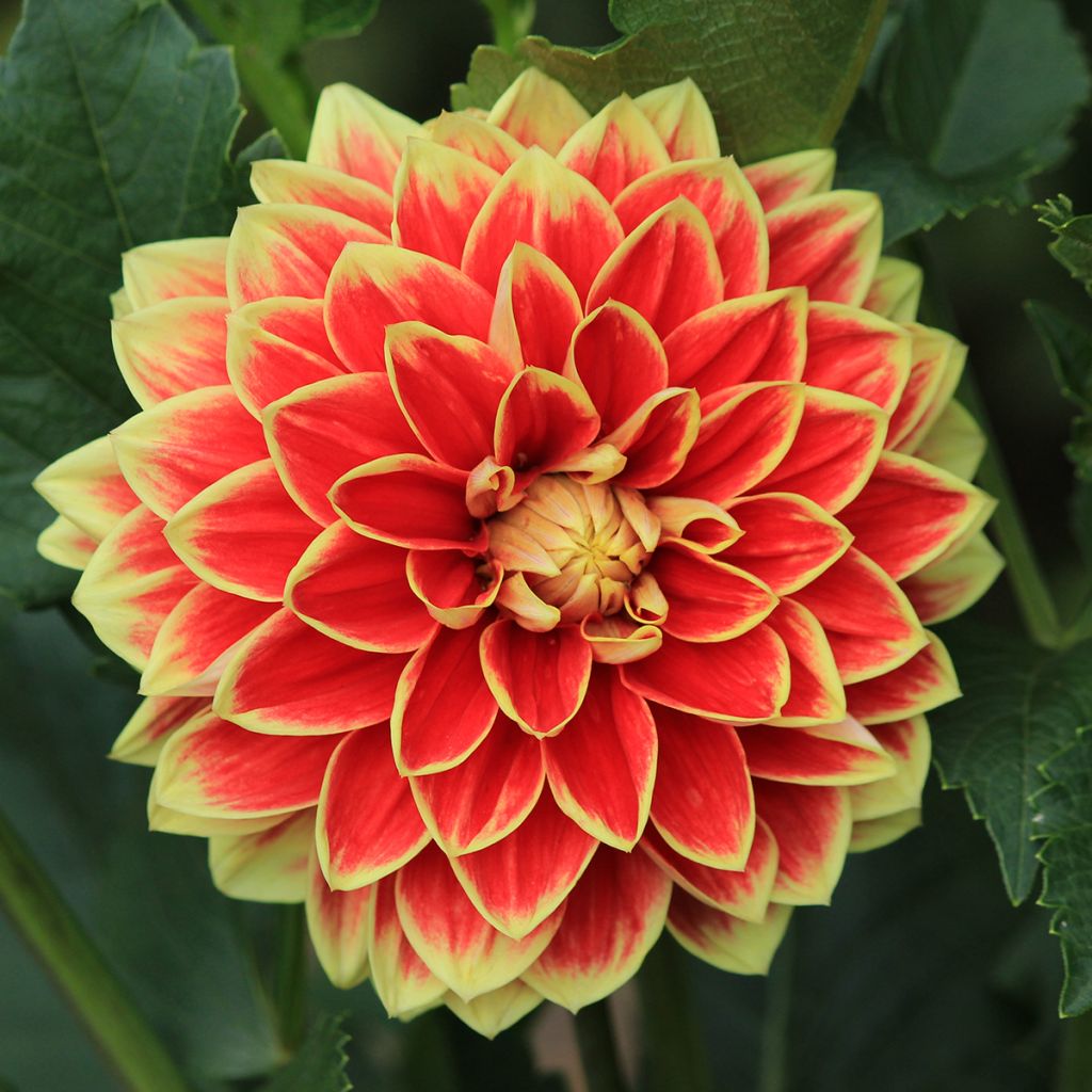 Dahlia Maxime