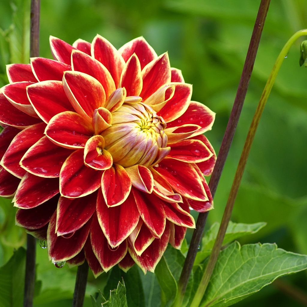 Dahlia Maxime