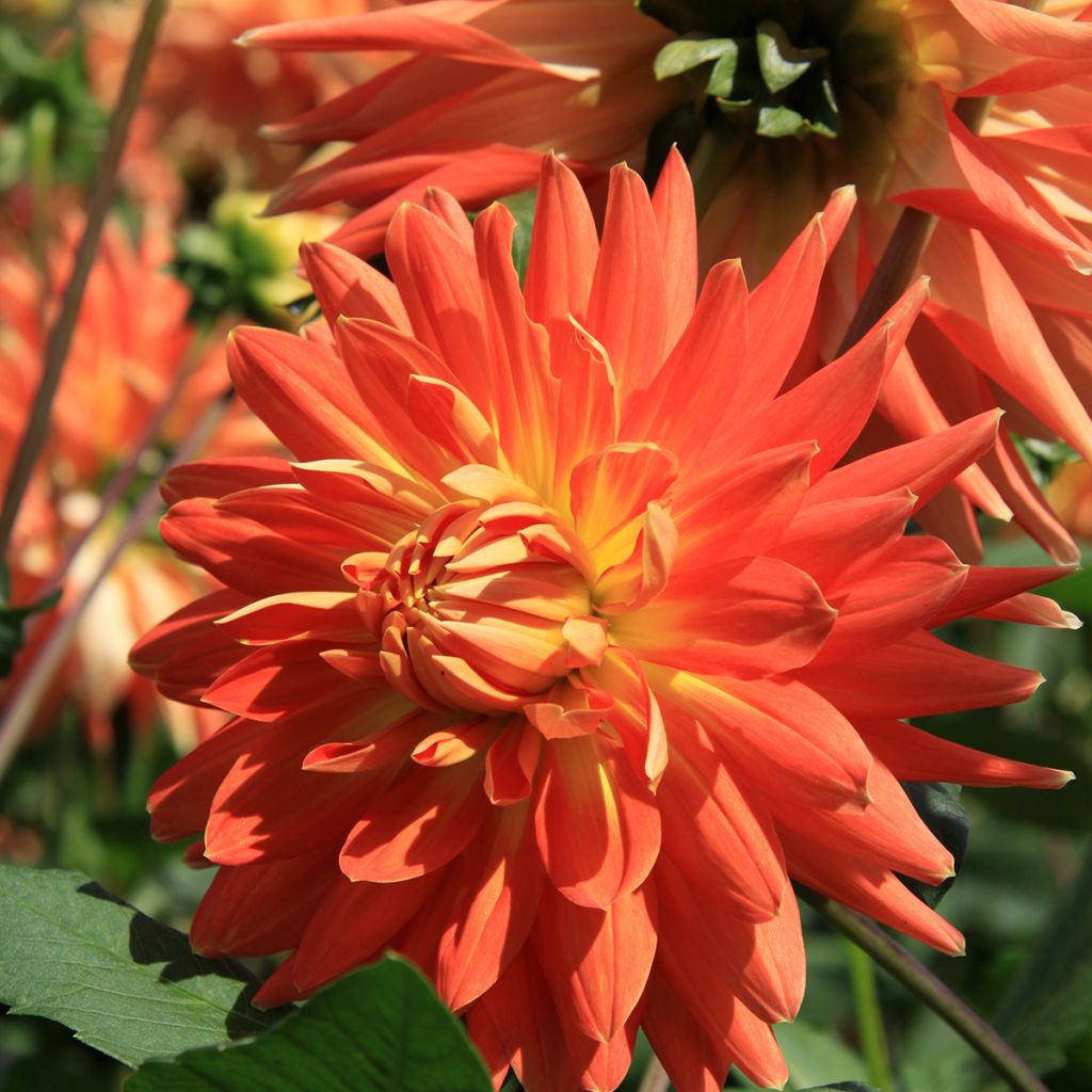 Dahlia Motto