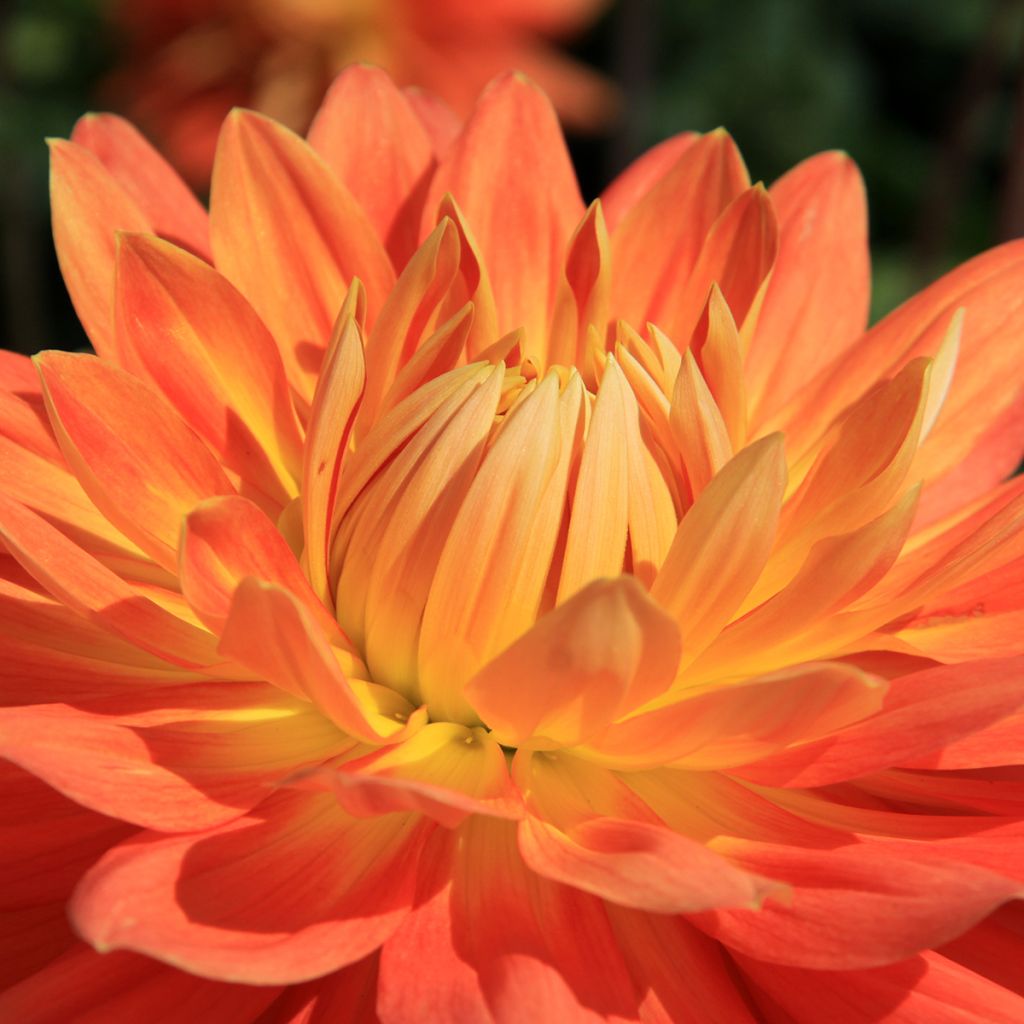 Dahlia Motto