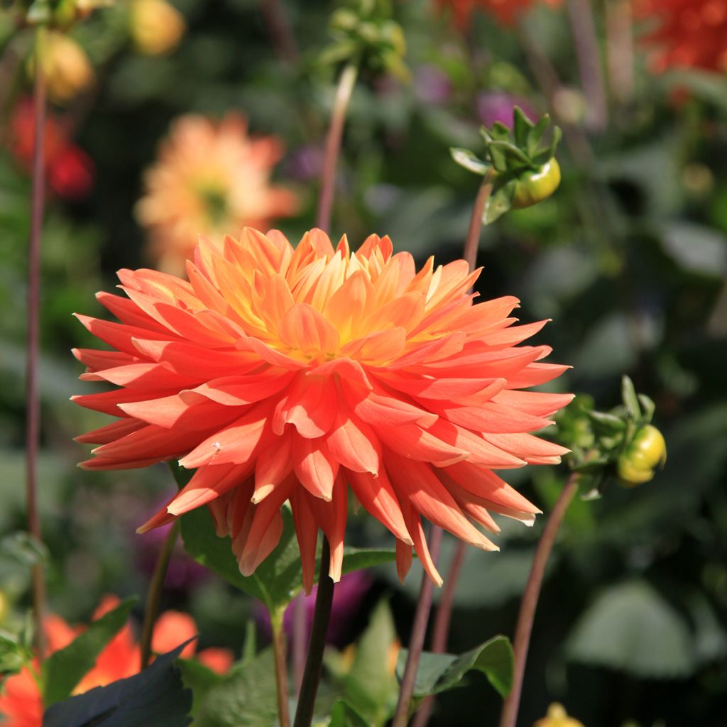 Dahlia Motto