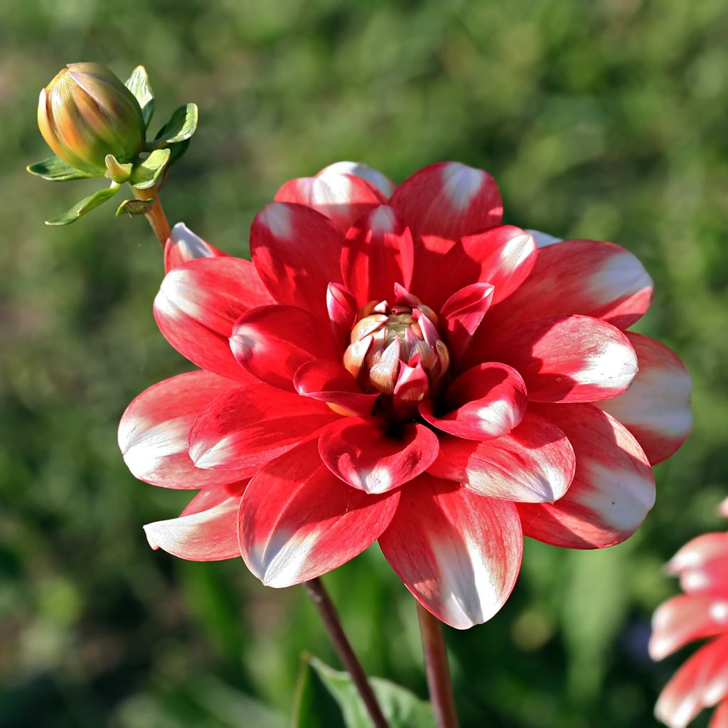Dahlia Nagano