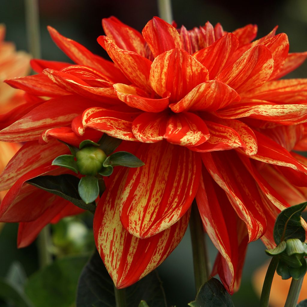 Dahlia Neo