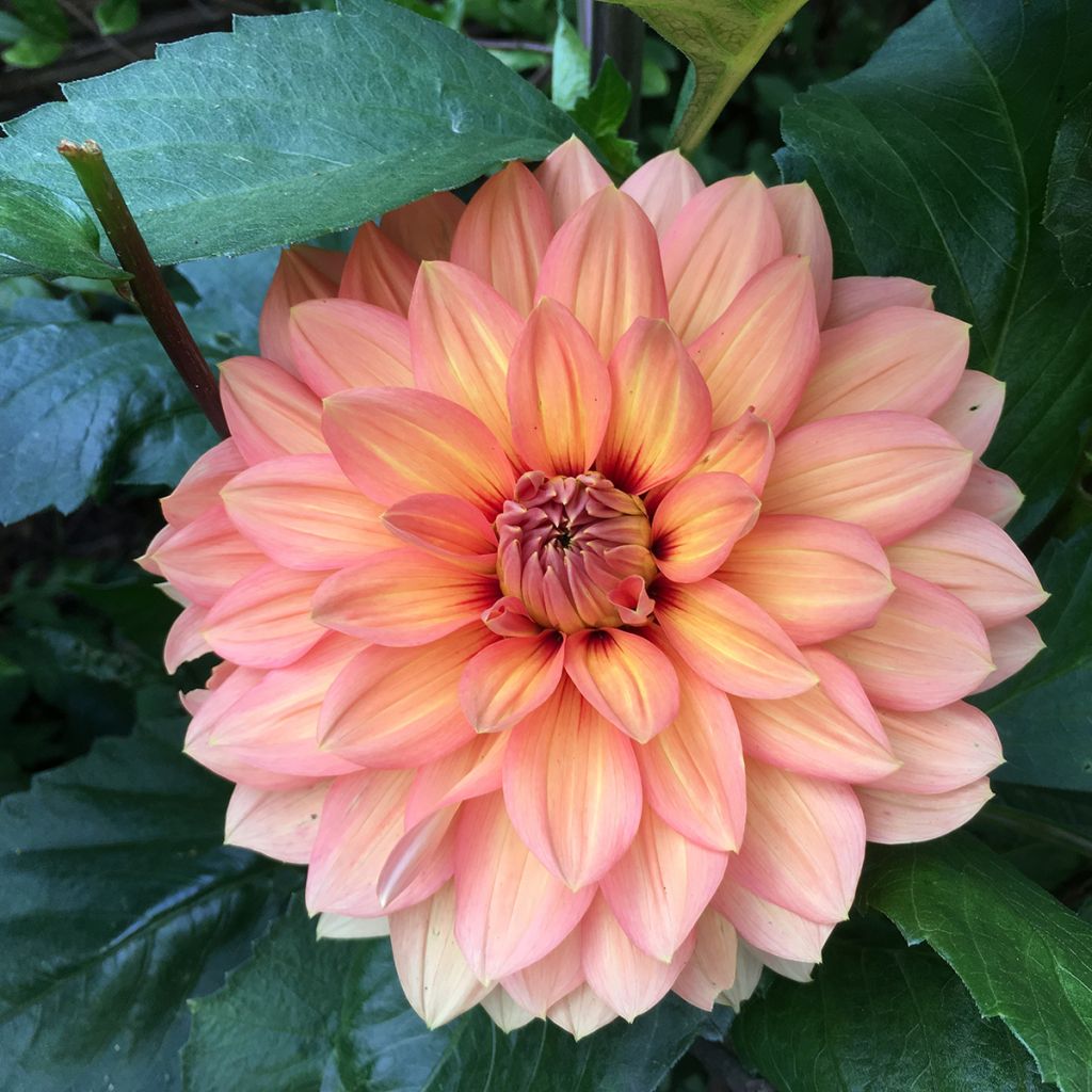 Dahlia Nicholas