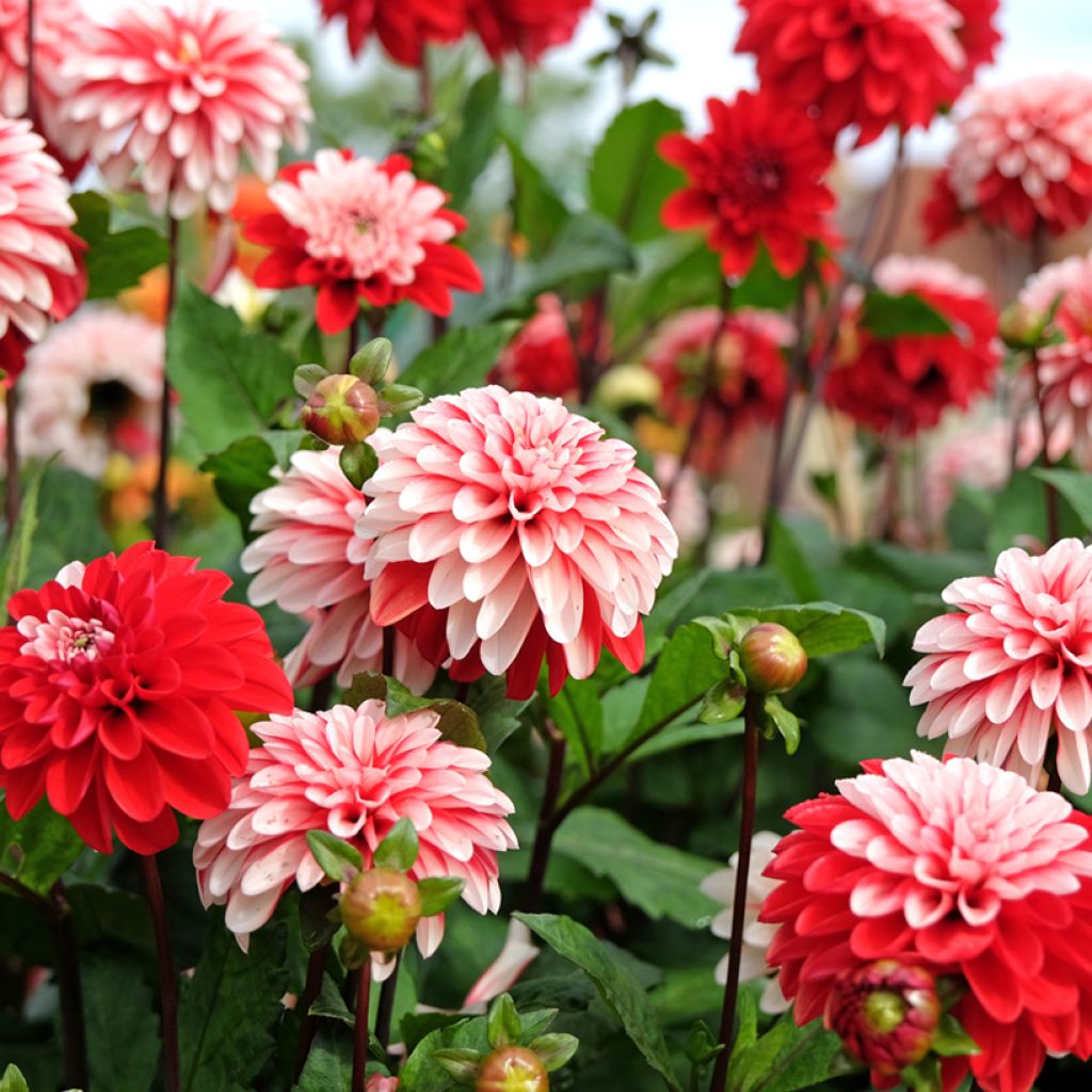Dahlia Pacific time