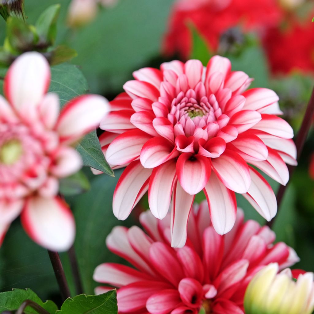 Dahlia Pacific time