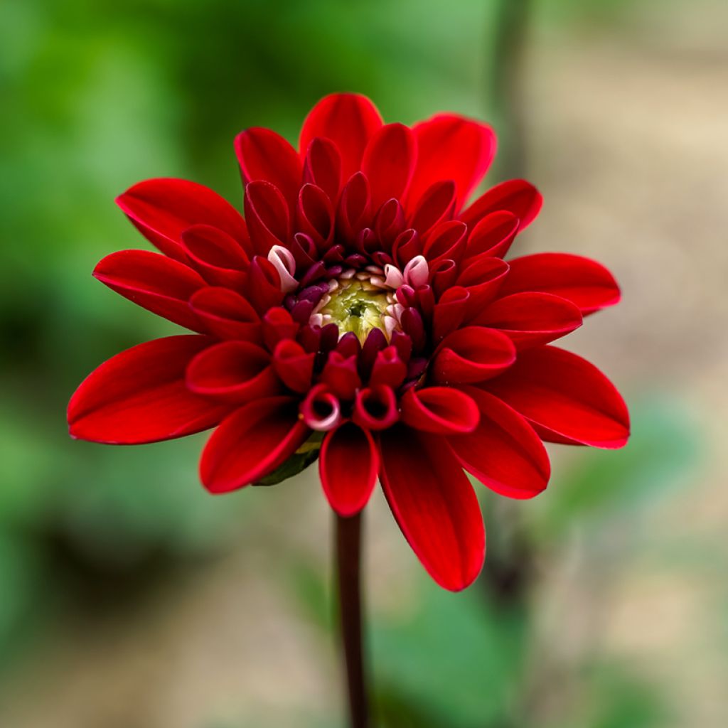 Dahlia Pacific time