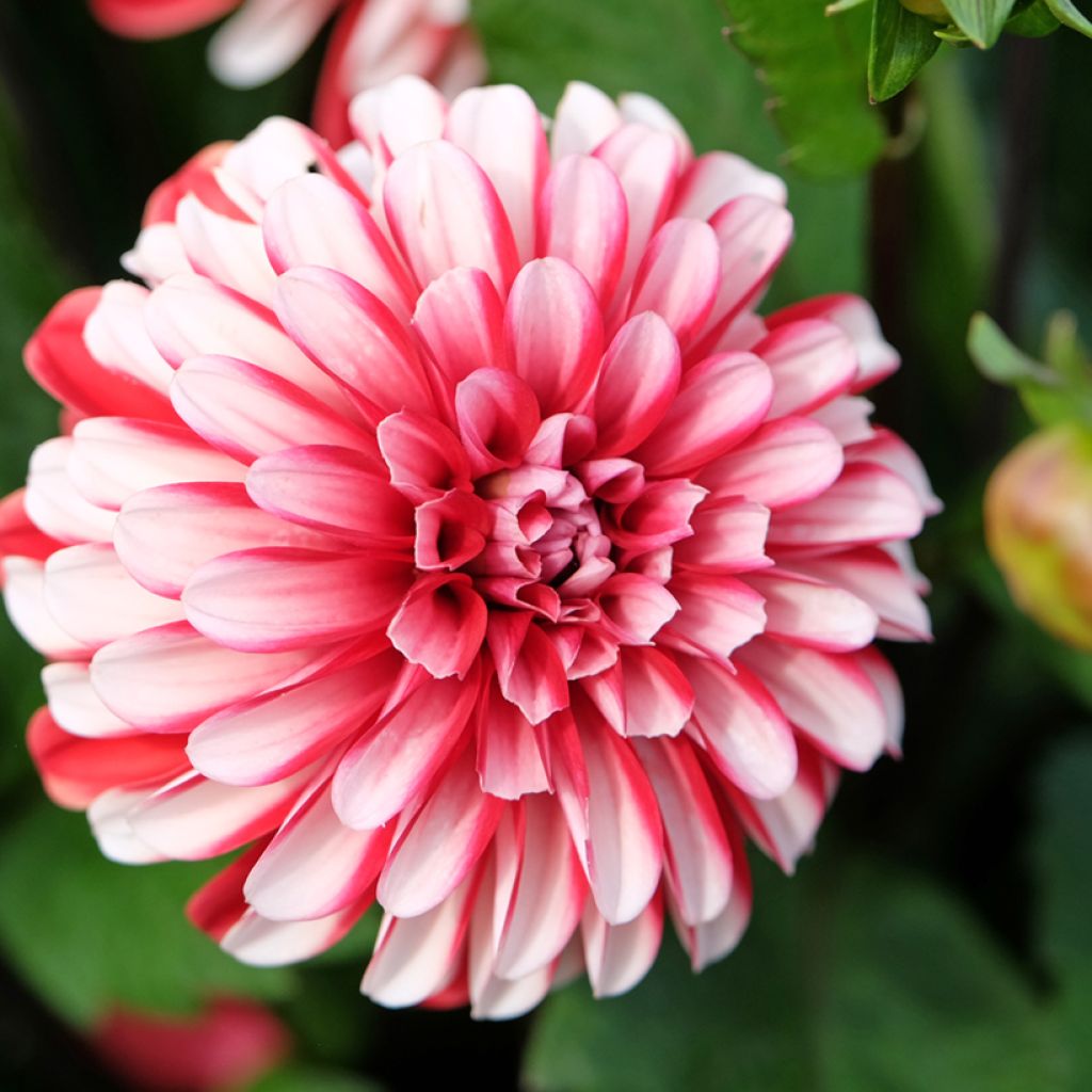 Dahlia Pacific time