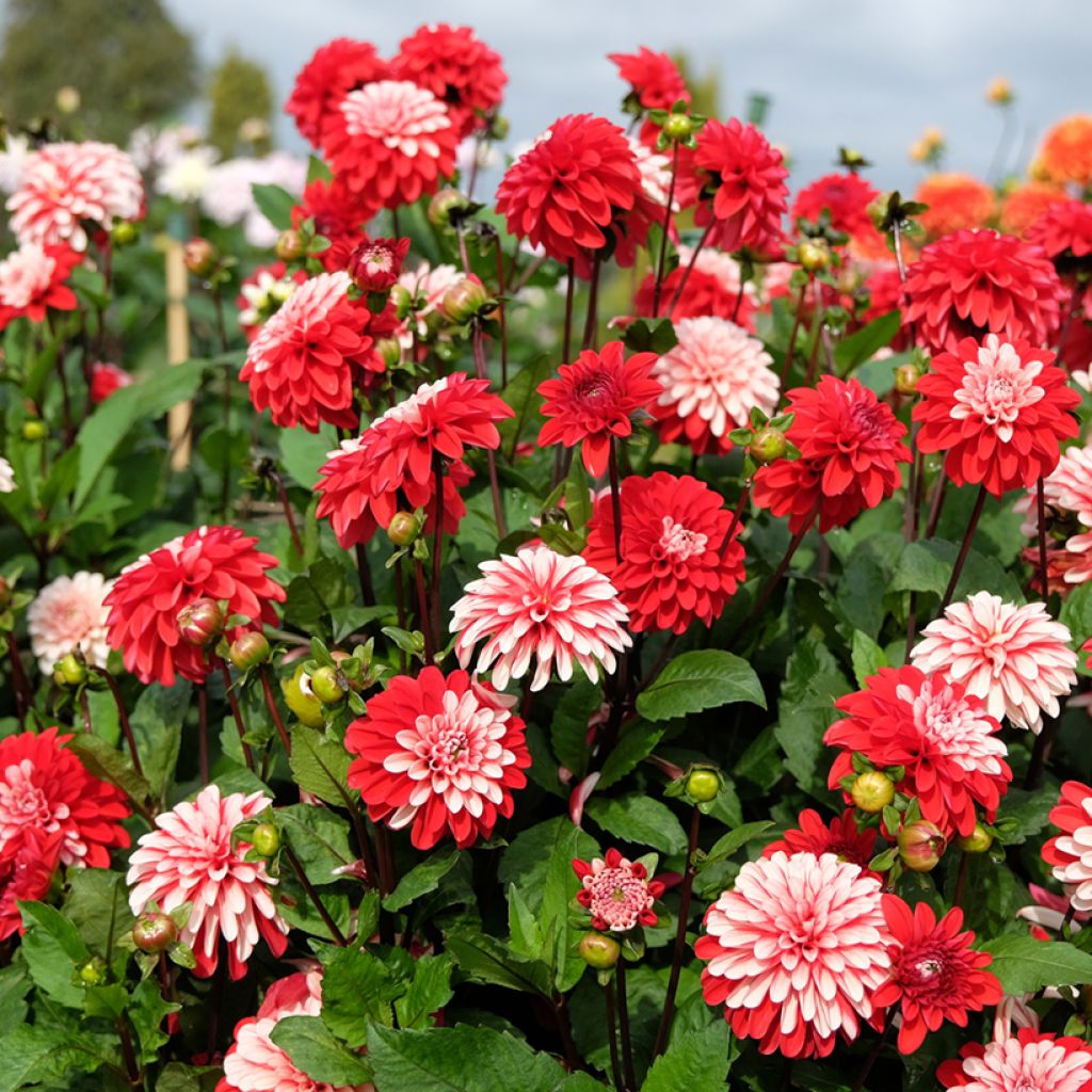 Dahlia Pacific time