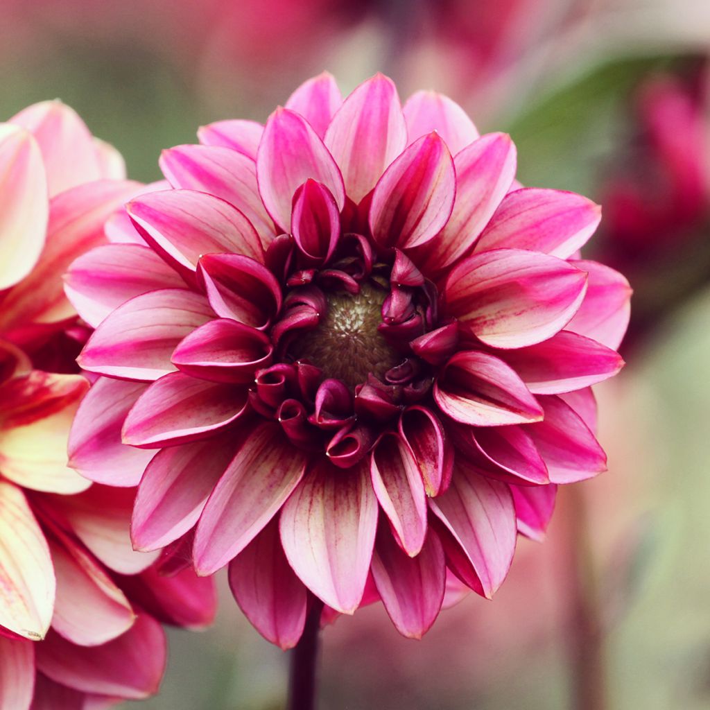 Dahlia Seniors Hope
