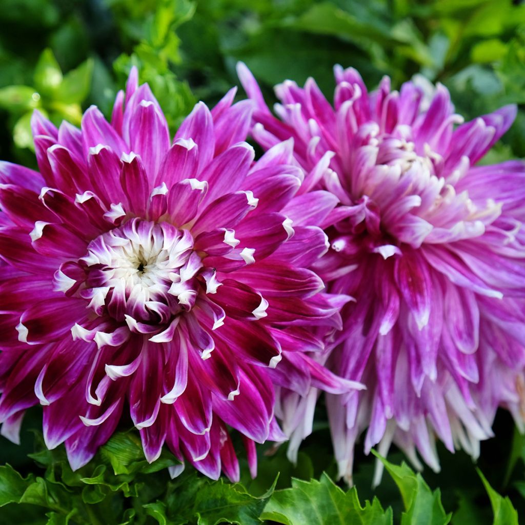 Dahlia Vancouver