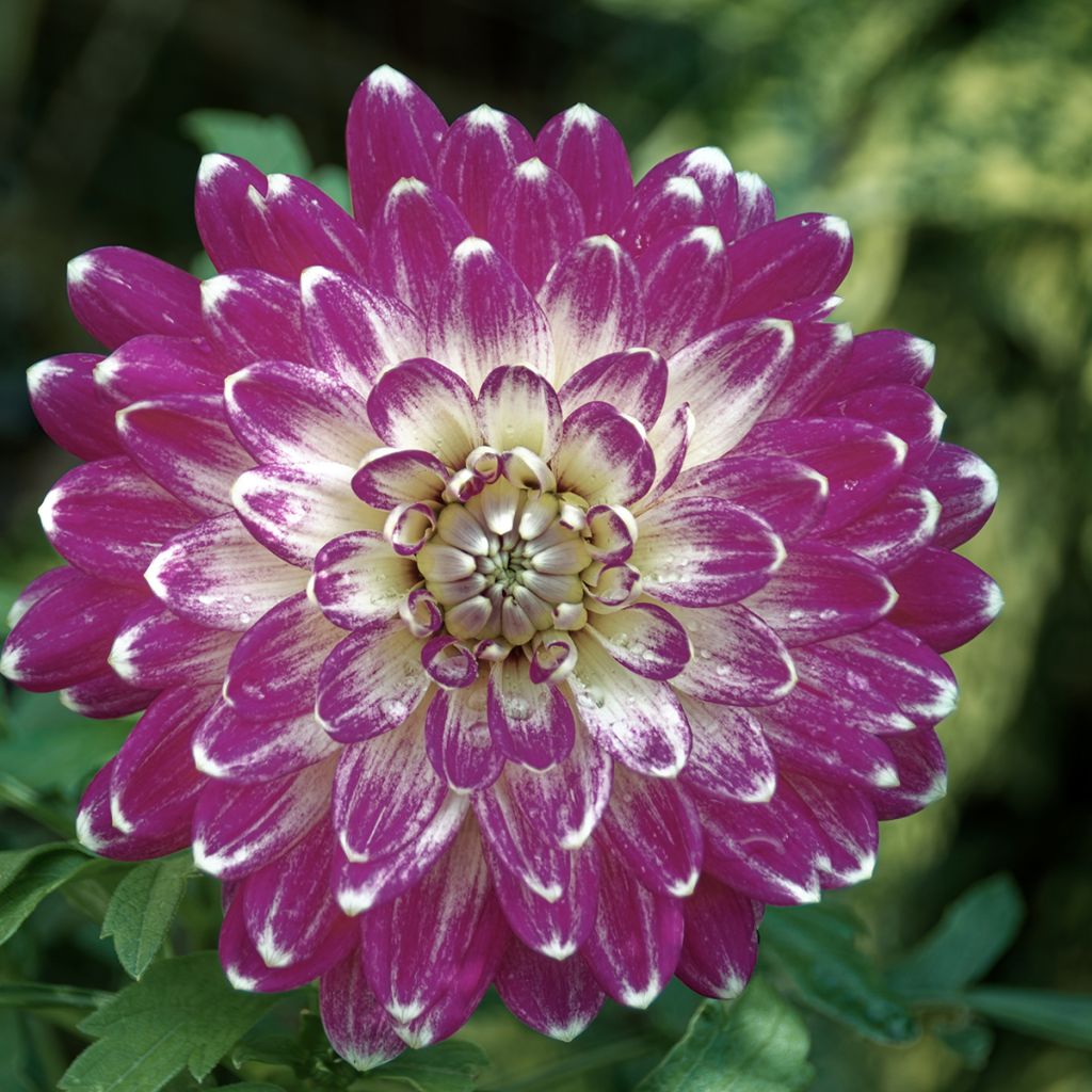 Dahlia Vancouver