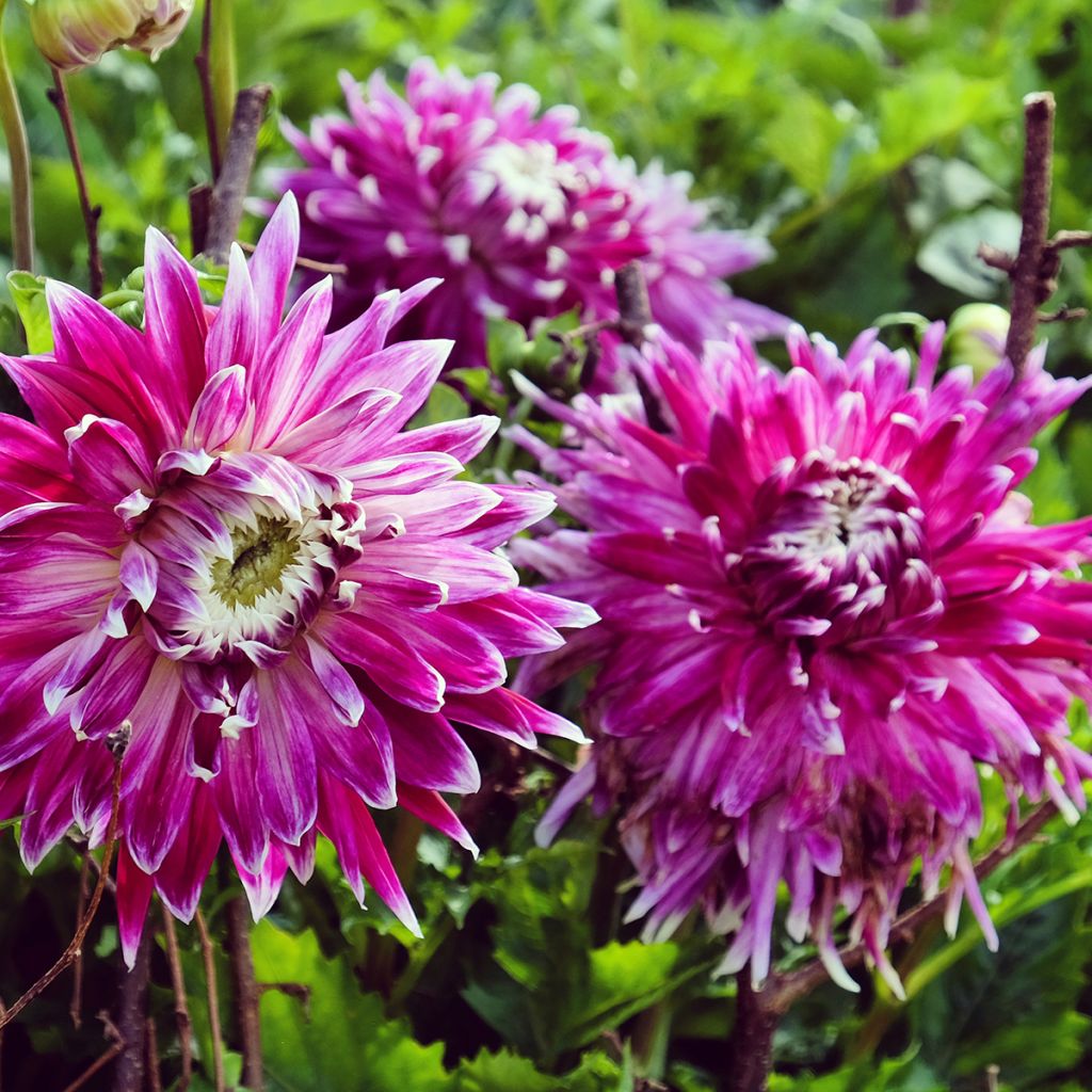 Dahlia Vancouver