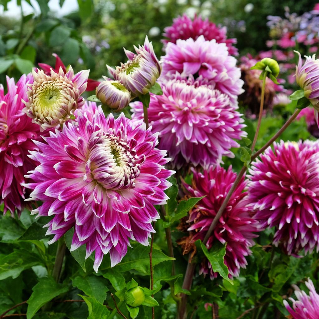 Dahlia Vancouver