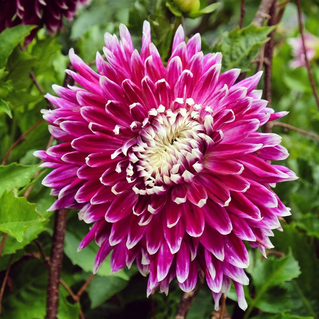 Dahlia Vancouver
