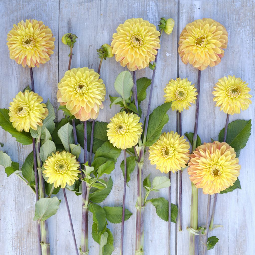 Dahlia Bronze Glory