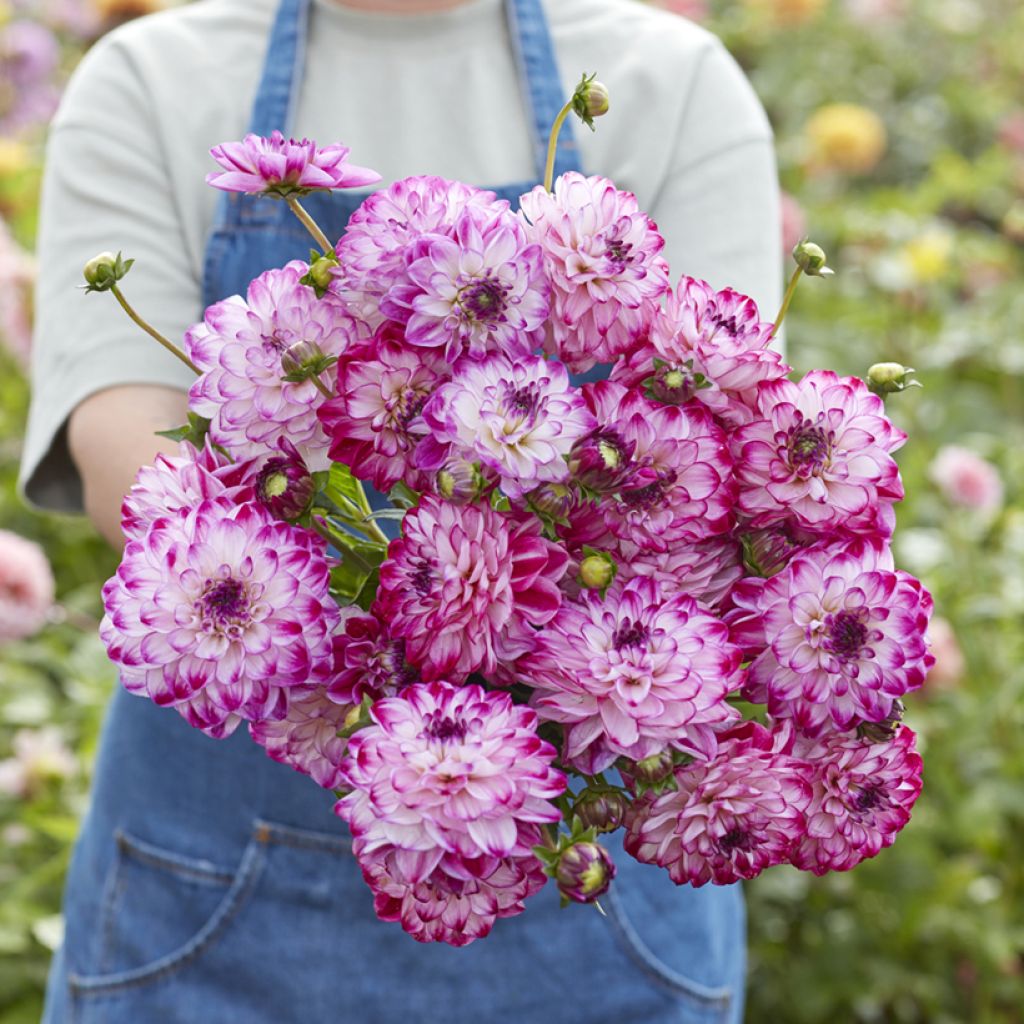 Dahlia Stardust