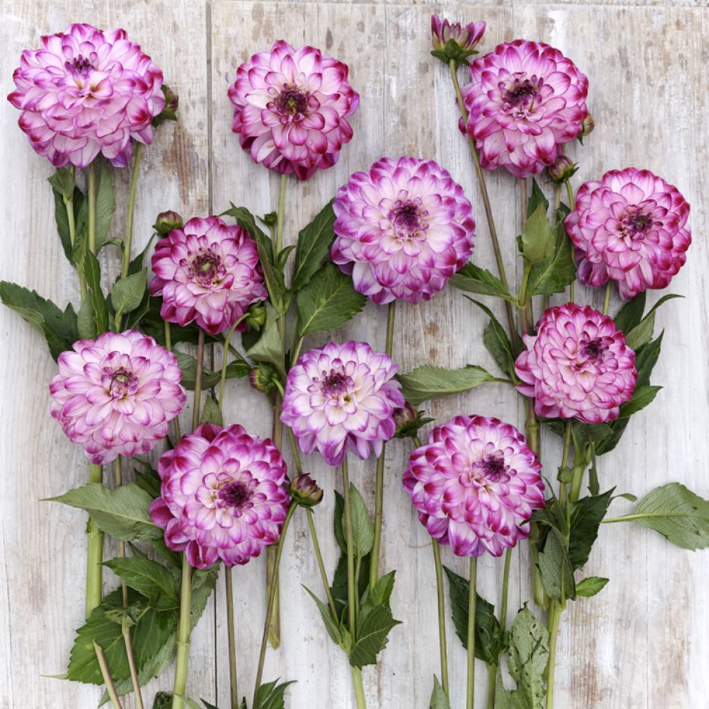 Dahlia Stardust