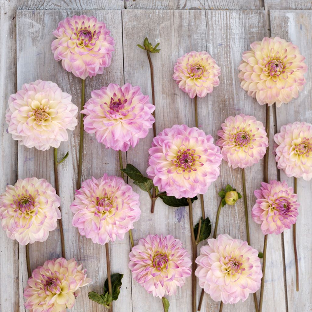 Dahlia Sturm Kika