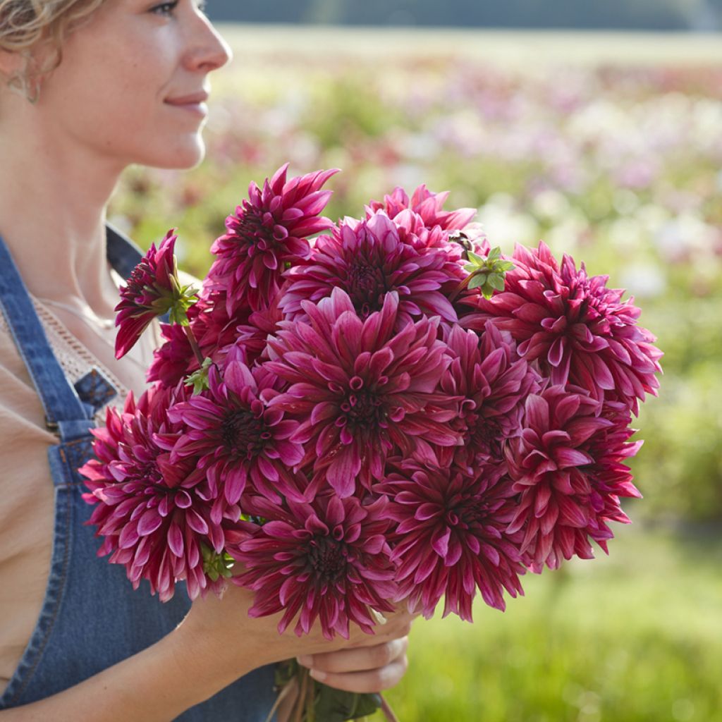 Dahlia Tanita
