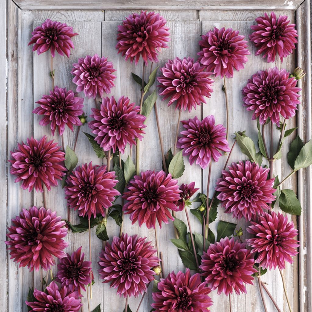 Dahlia Tanita