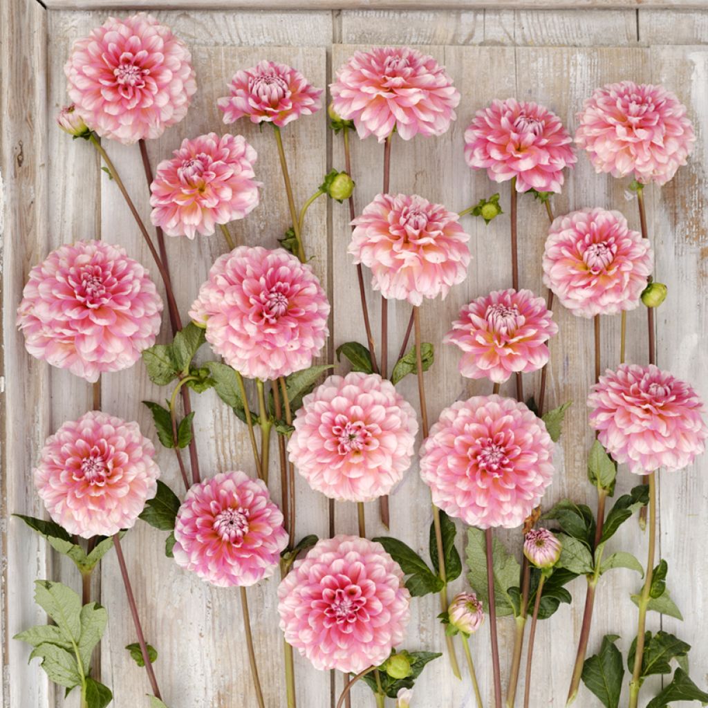 Dahlia Trustfull