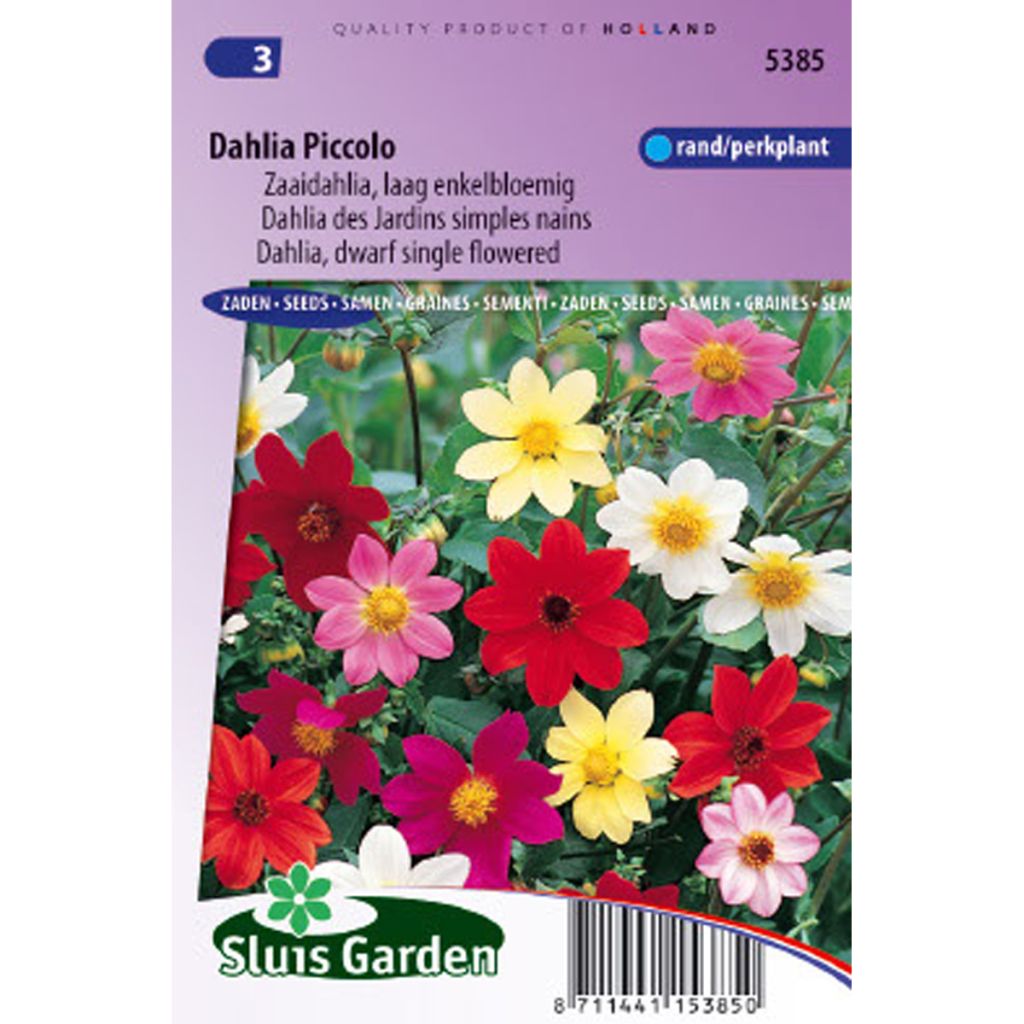Dwarf Dahlia Piccolo Mix Seeds