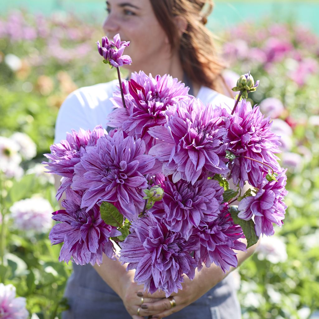 Dahlia Nikolas Tesla