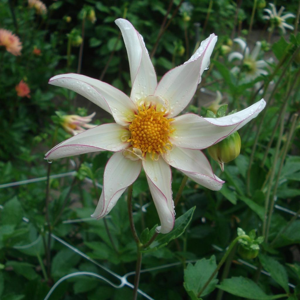 Dahlia Fragile