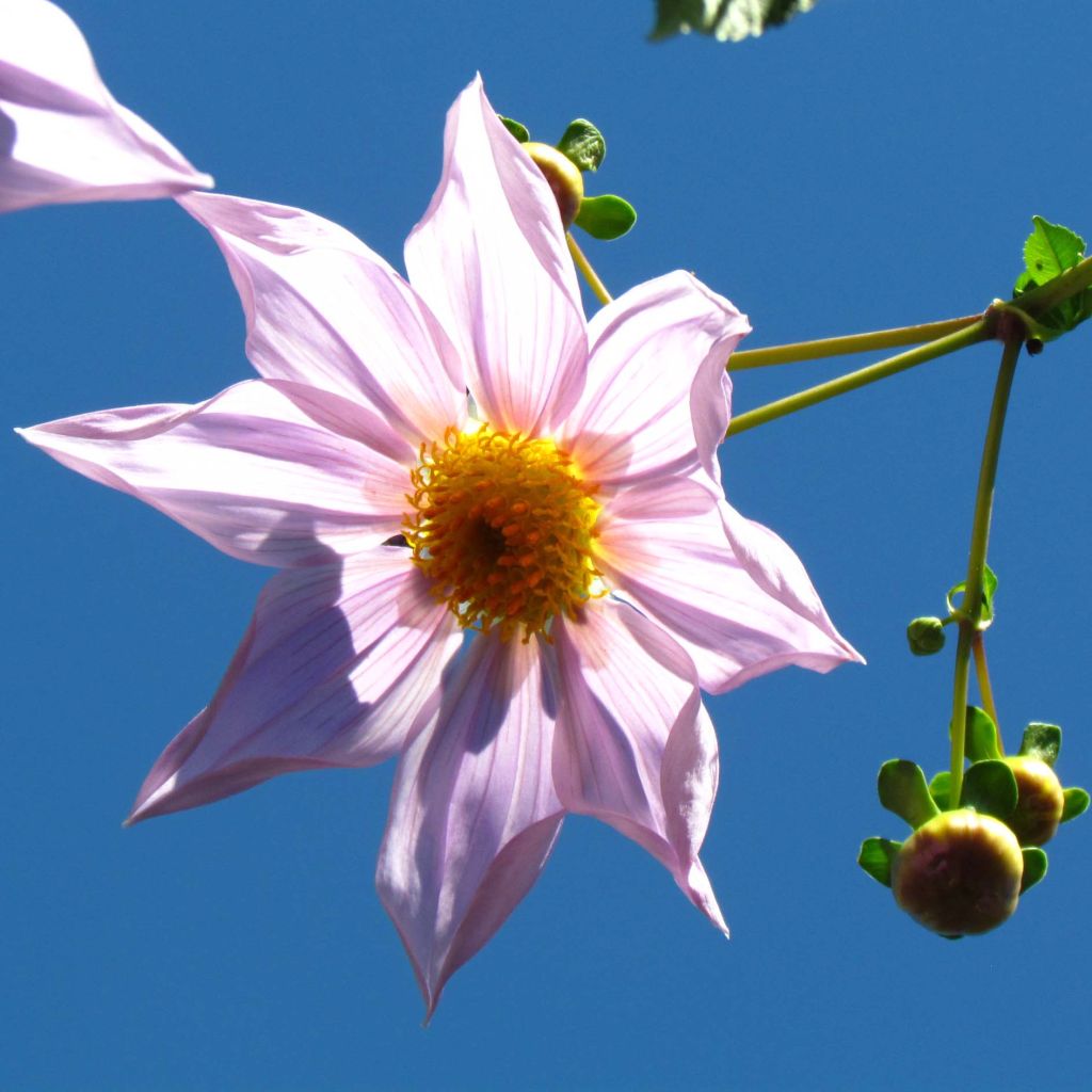 Dahlia imperialis - Giant Dahlia