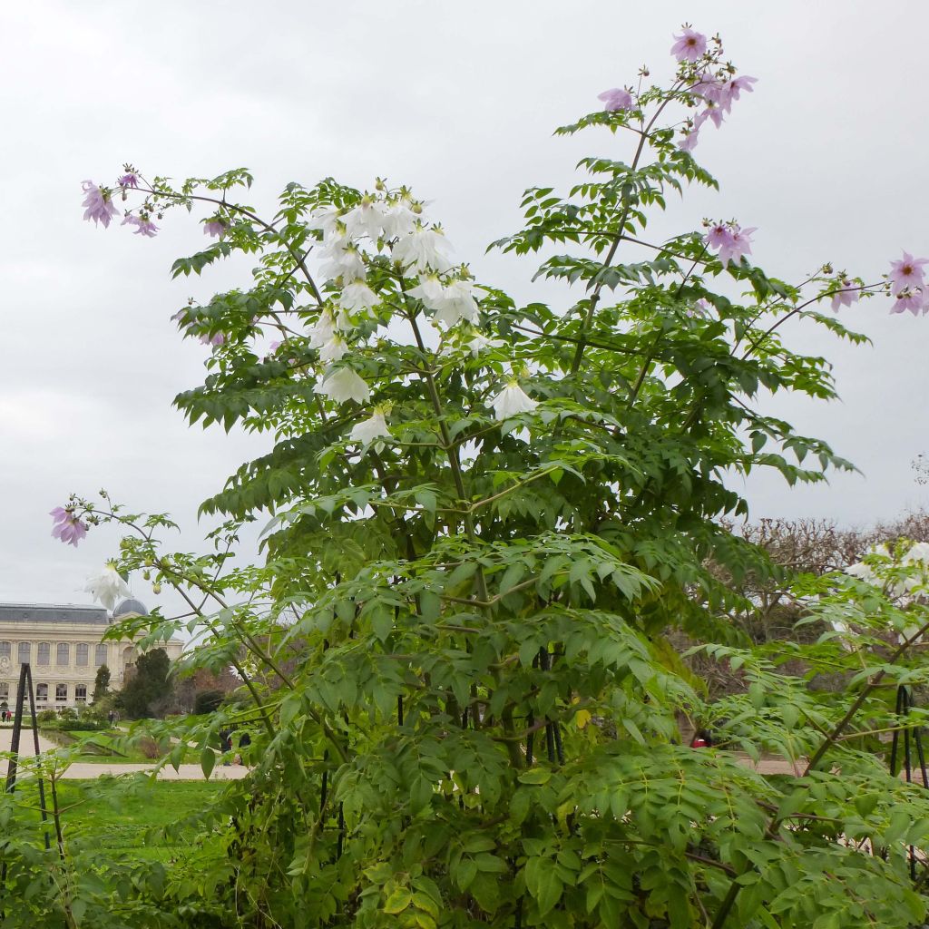 Dahlia imperialis - Giant Dahlia