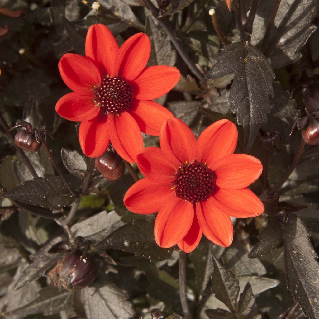 Dahlia Dark Angels Pulp Fiction