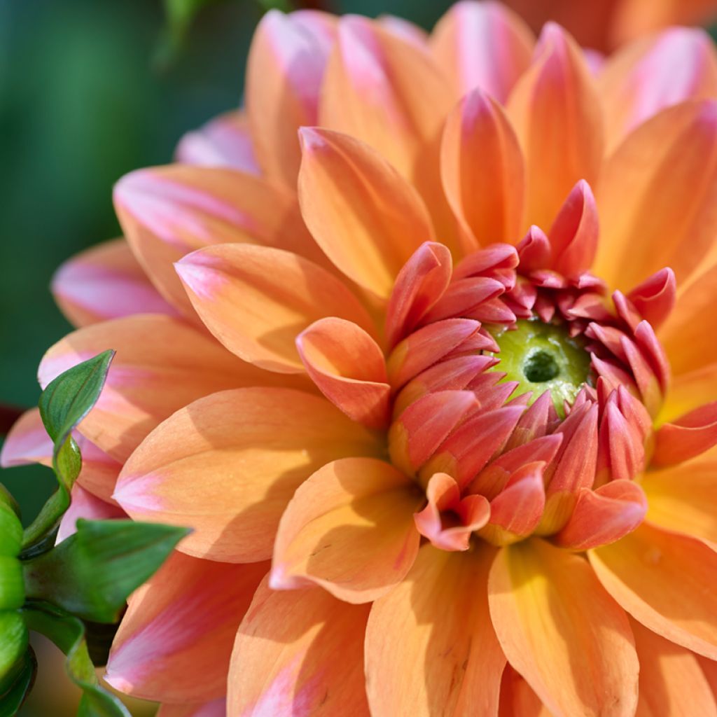 Dahlia Peaches and Vanilla