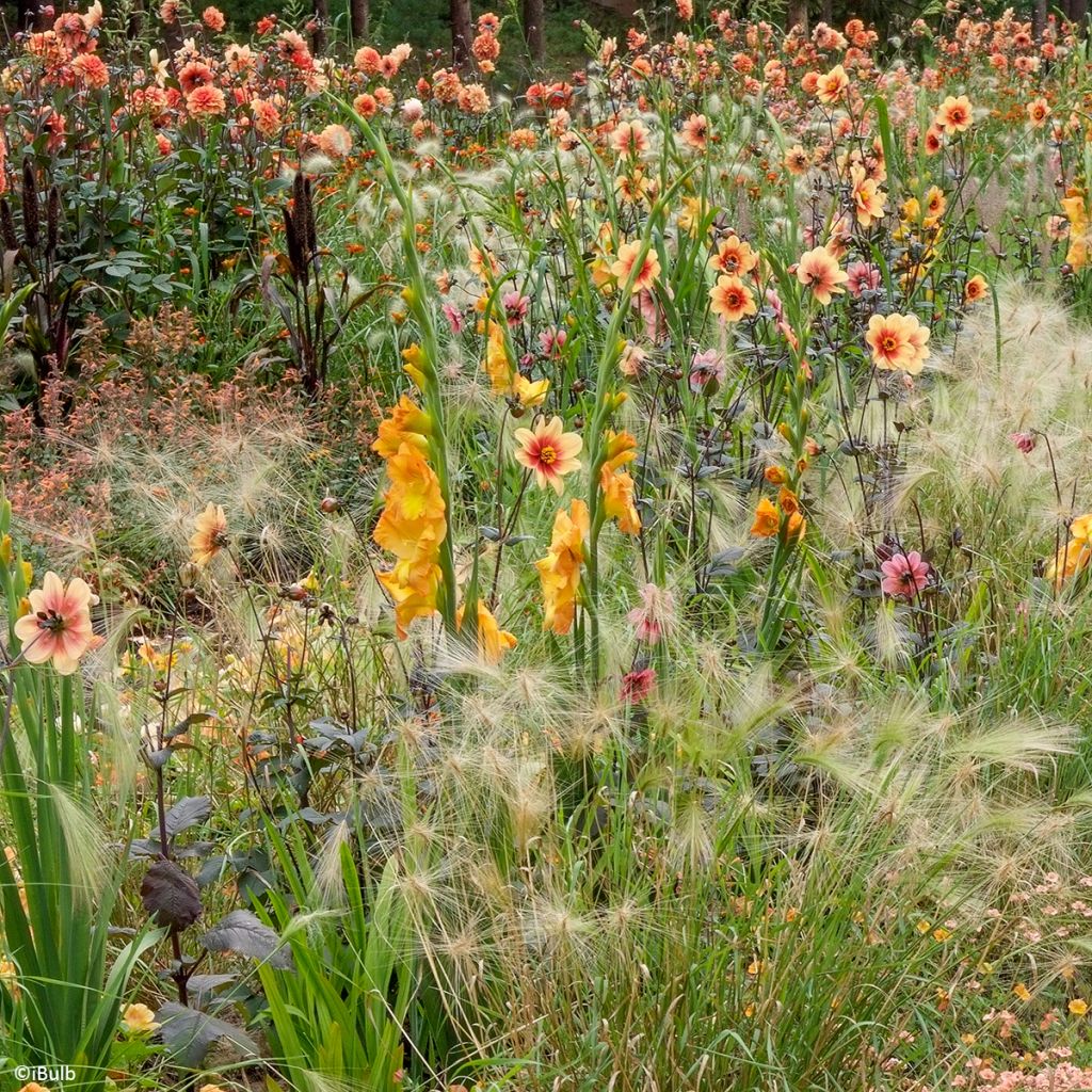 Gladiolus grandiflorus Sunglow - Sword Lily