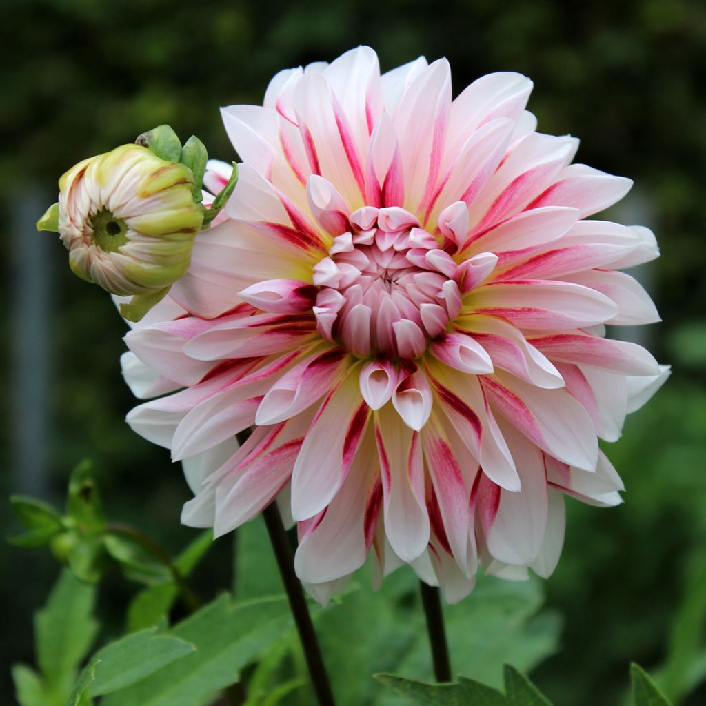 Dahlia Caribbean Fantasy