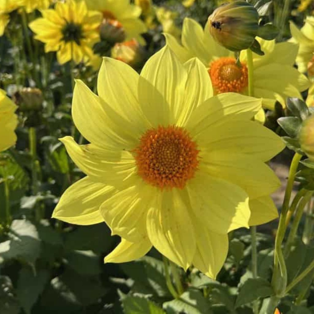 Dahlia Tournesol