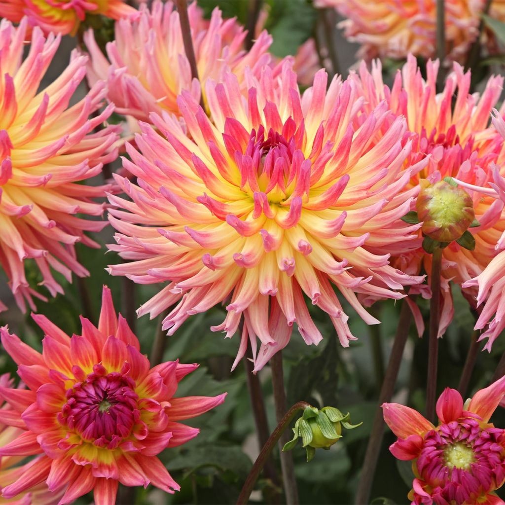 Dahlia Karma Sangria