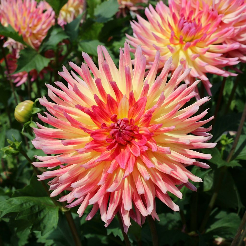 Dahlia Karma Sangria