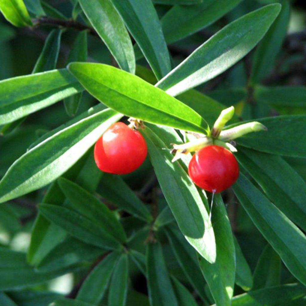 Danae racemosa - Alexandrian Laurel