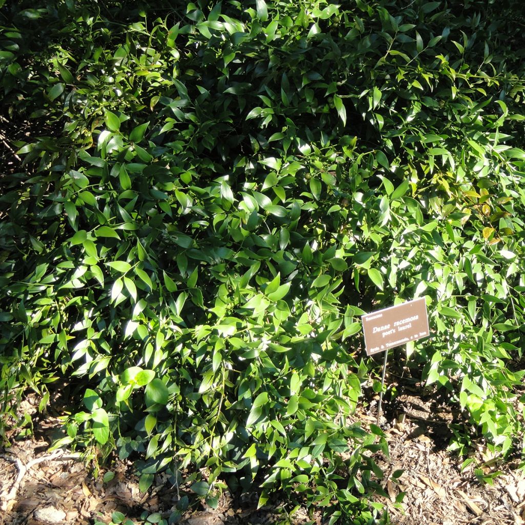Danae racemosa - Alexandrian Laurel