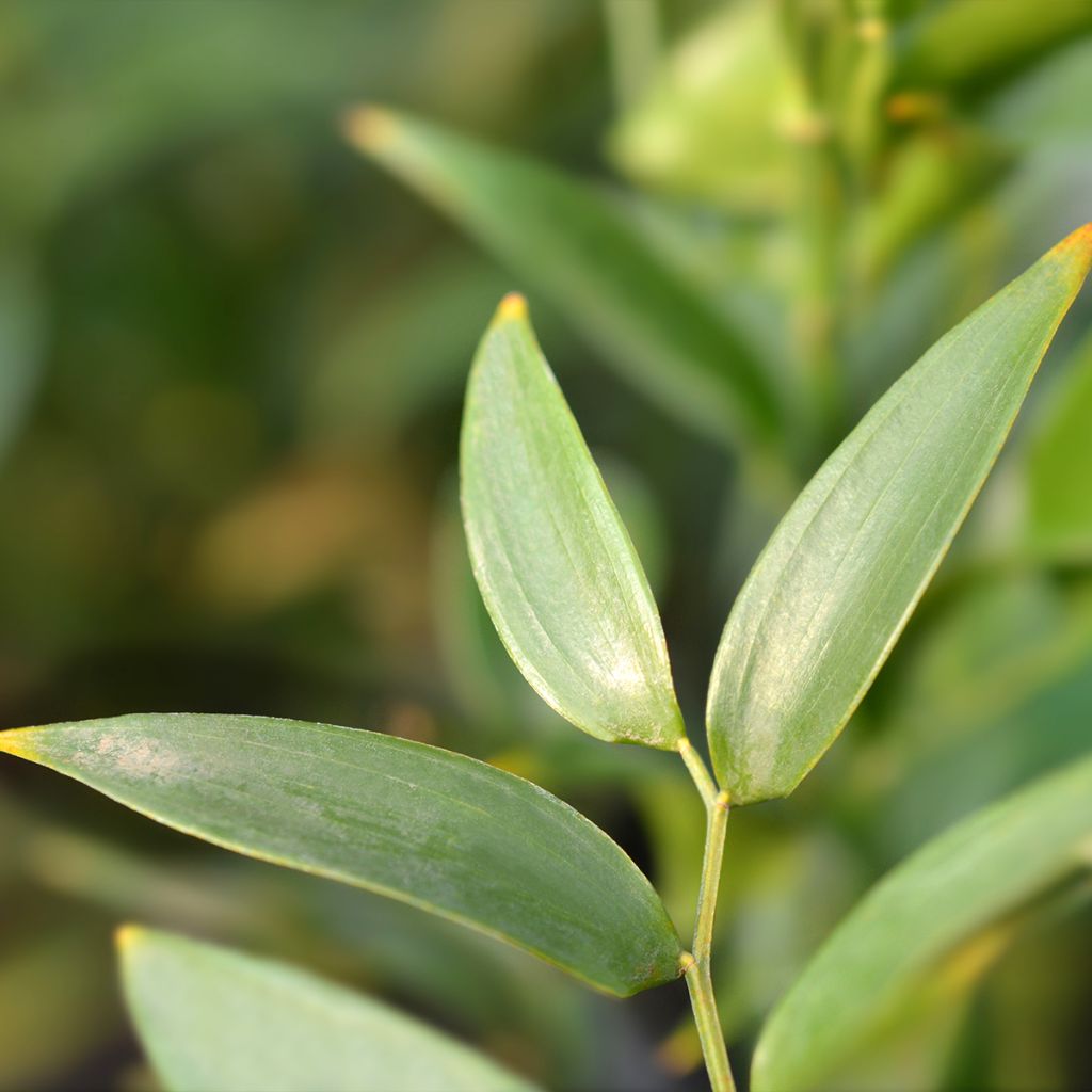 Danae racemosa - Alexandrian Laurel