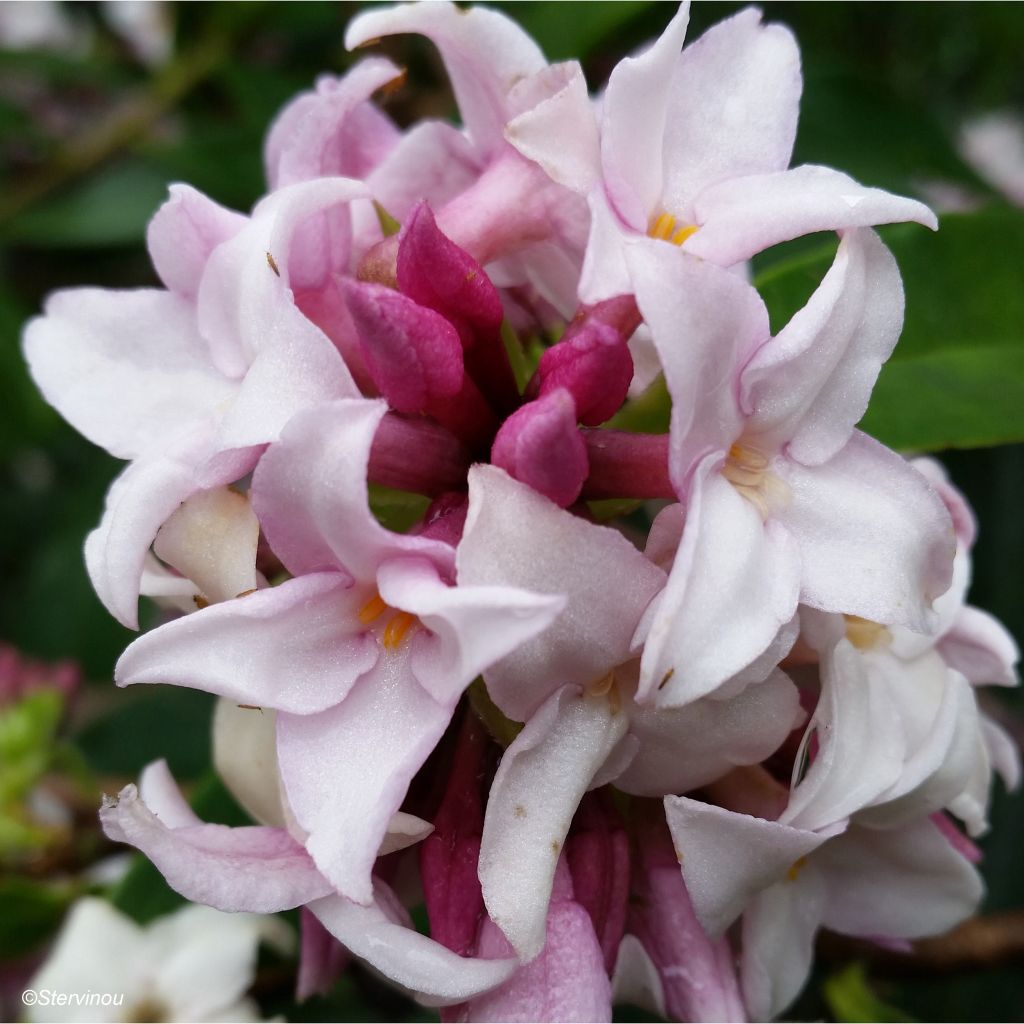 Daphne Perfume Princess