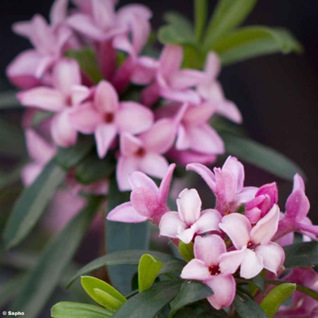 Daphne x bholua Spring Beauty