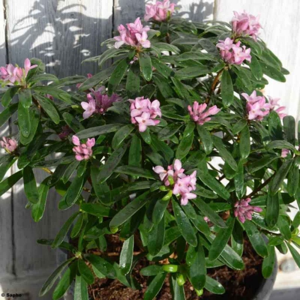 Daphne x bholua Spring Beauty