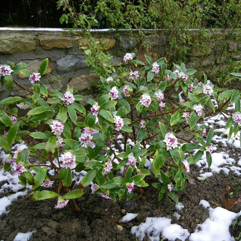 Daphne odora - Fragrant Daphne