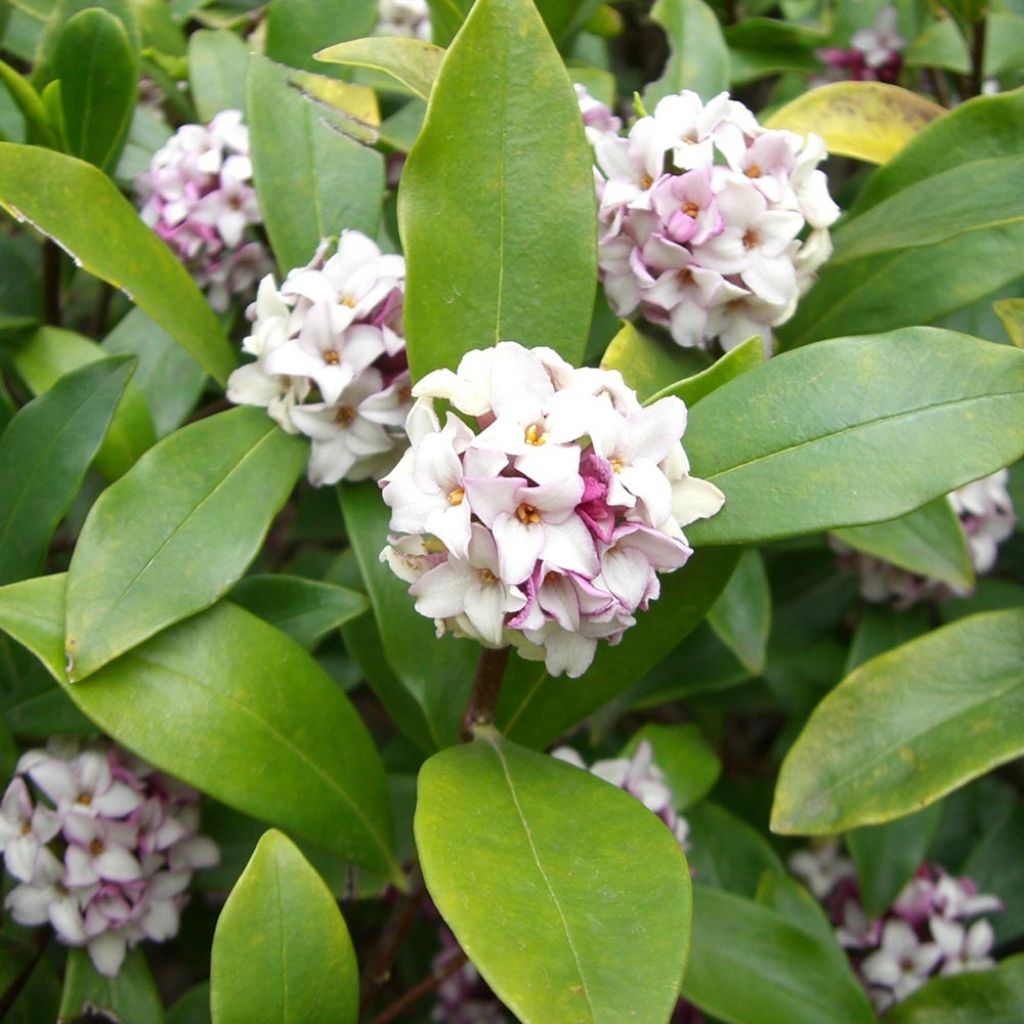 Daphne odora - Fragrant Daphne